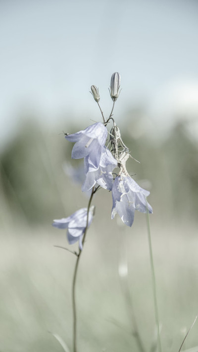 蓝铃花