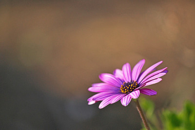 Osteospermum