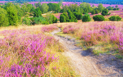 秋天在Wilsede附近的Lueneburg Heath