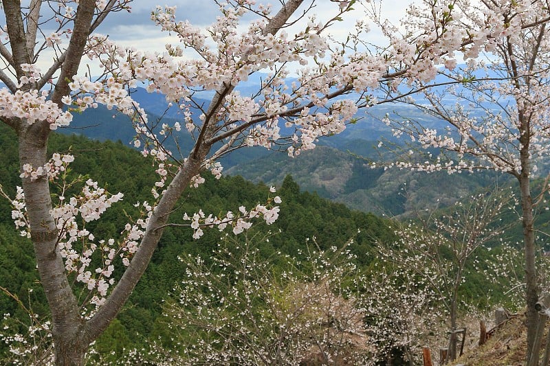 樱花