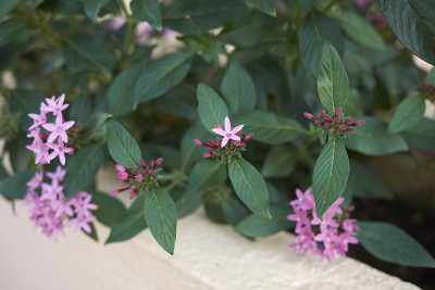 Pentas lanceolata