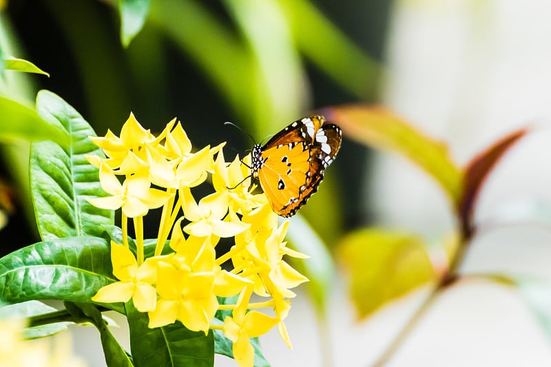 普通虎蝶(Danaus Chrysippus)