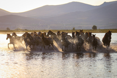 Yilki Horses Running in Water, Kayseri，土耳其