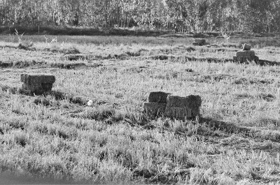黑白模拟底片卷照片从Rollei RPX 400