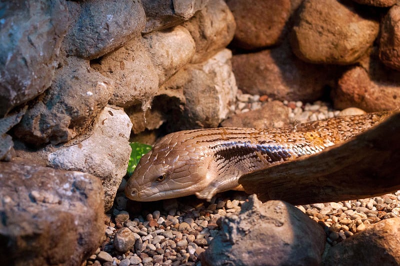 石头间的印度尼西亚蓝舌石龙子(Tiliqua gigas)。