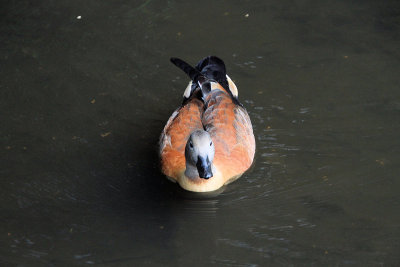 这是一只南非的Shelduck