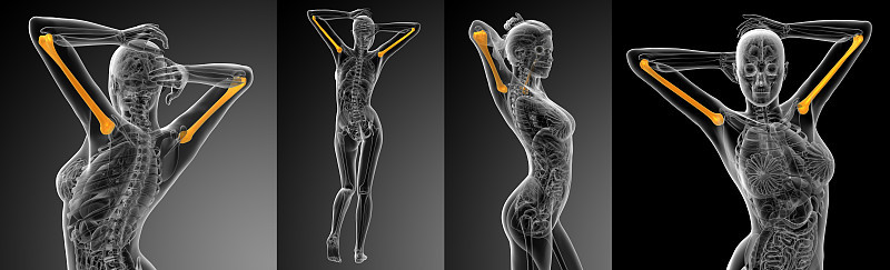 肱骨的3d渲染医学插图