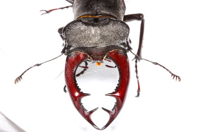 鹿beetle_08