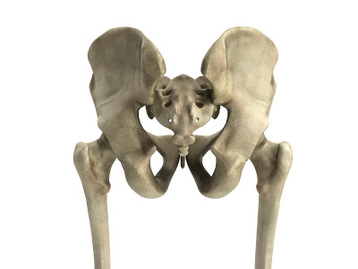 骨盆骨的3D渲染医学插图