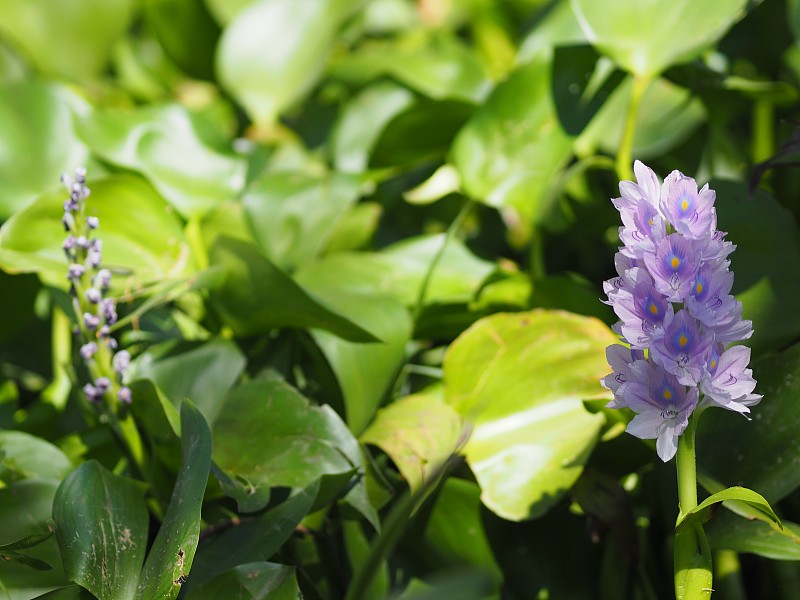 紫色的水葫芦，属凤仙花，凤仙花的花束是娇嫩的花瓣，美丽的大自然背景