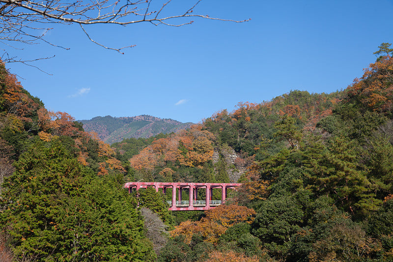 Zoom红桥奈拉星共站，日本京都