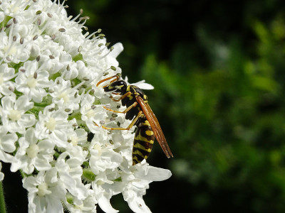 一种欧洲黄蜂在大猪草上吸食花蜜，学名为Heracleum mantegazzianum，