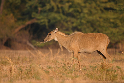Nilgai