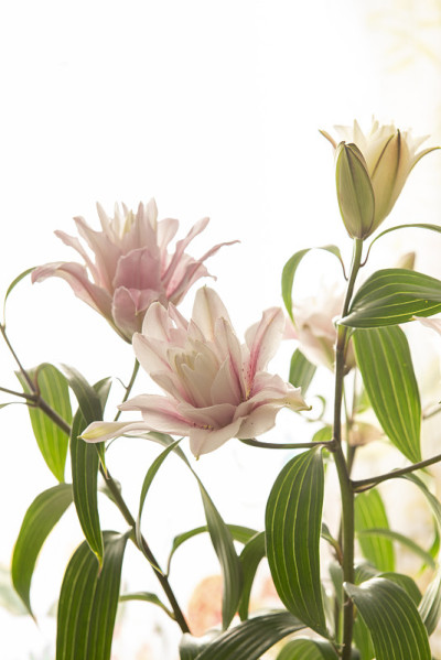 百合在春天开放