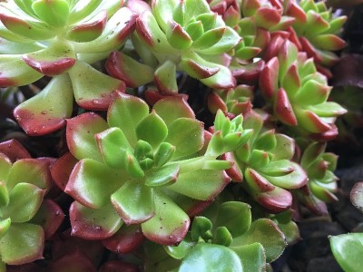 漂亮的花在一个大盆里