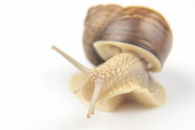 螺旋pomatia。白色背景上的葡萄蜗牛。软体动物和无脊椎动物。美味的肉和美食。