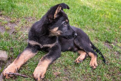 德国牧羊犬的小狗。