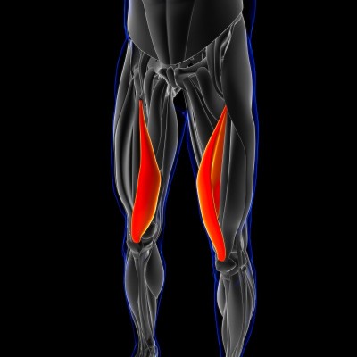 Vastus Medialis Muscle Anatomy For Medical Concept