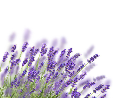 一束薰衣草花