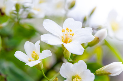 美丽的白桐花在春天盛开(桐树花)