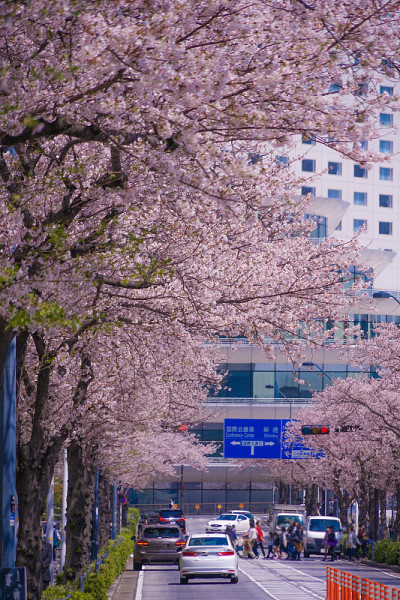 樱花和横滨