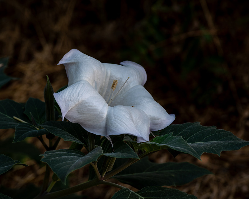 曼陀罗是自然界的花朵