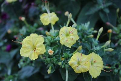 花和自然