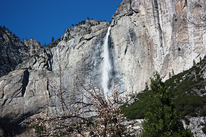 Yosemite瀑布和开花的树在Yosemite国家公园春天