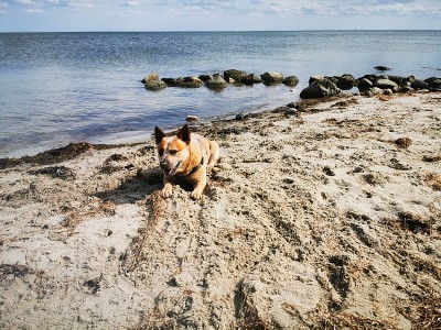 海滩上的澳大利亚牧牛犬