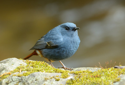 雄性红尾鸲(Rhyacornis fuliginosa)