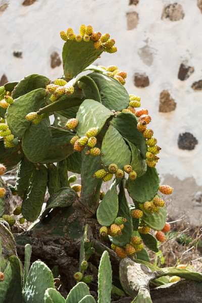 Opuntia ficus-indica
