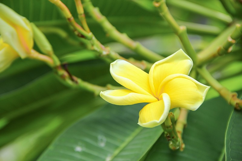 鸡蛋花花沙漠玫瑰黄美丽树上，选择性焦点(学名，夹竹桃科，鸡蛋花，宝塔，寺庙)