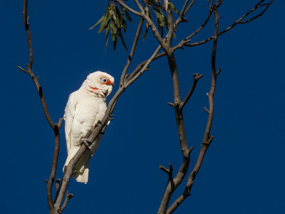 长嘴Corella (Cacatua tenuirostris)