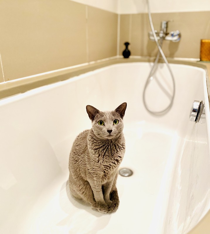 俄罗斯蓝猫在浴缸里