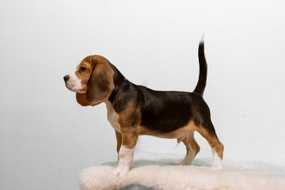 小猎犬小狗