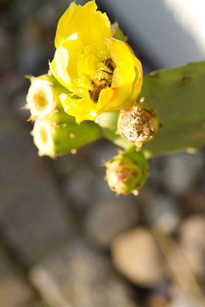蜜蜂