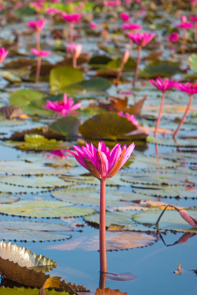 泰勒斯诺伊湖的粉红莲花