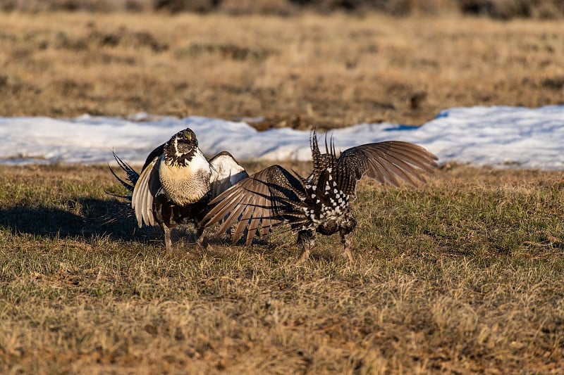 Greater Sage-grouse Rivalry