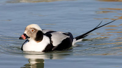 长尾鸭(Clangula hyemalis)，在北美通常被称为古squaw，是一种中型海鸭