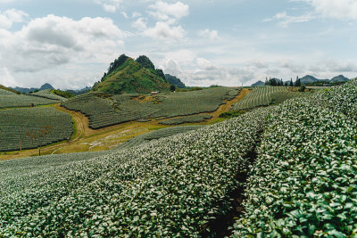 越南sonla省Moc Chau高地的梯田绿茶