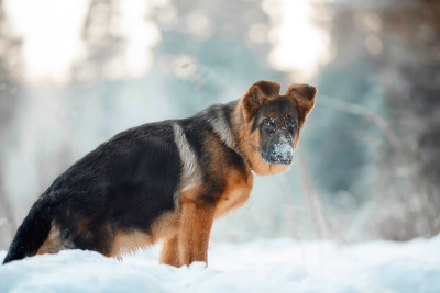 美丽的德国牧羊犬幼犬在冬天的森林