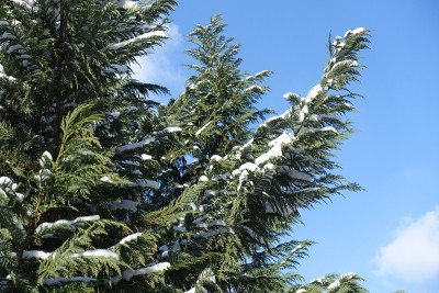 2月中旬，蓝天和奥福德港的雪松枝叶被白雪覆盖