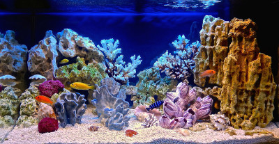 仿海洋风格的淡水水族馆