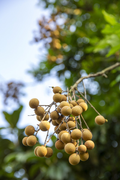 龙眼的orchards