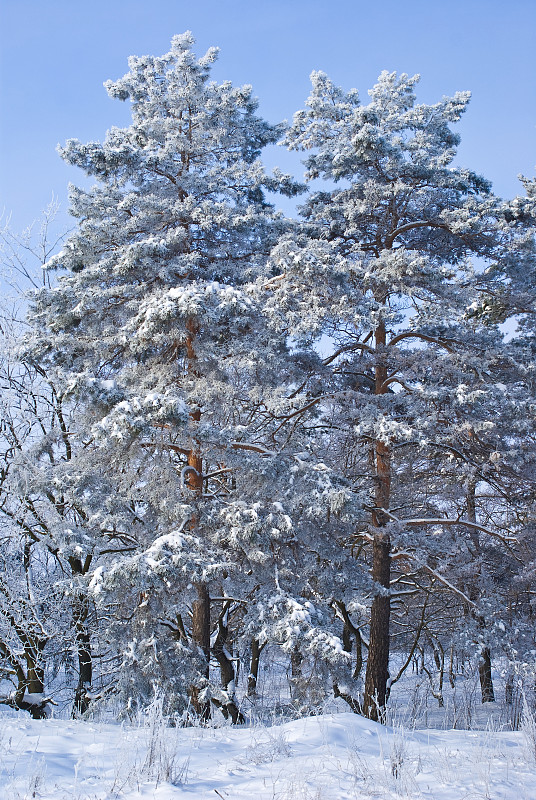 美丽的雪域松林