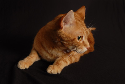 猫休息