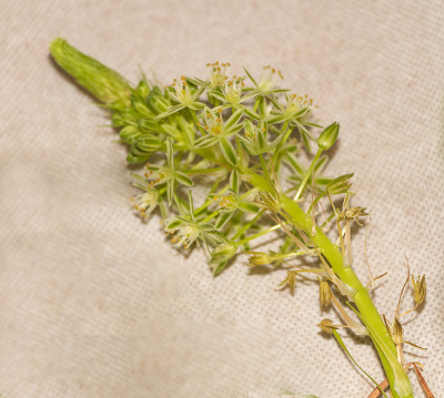 鸟尾草在开花、药用植物概念上，与有毒植物同时存在