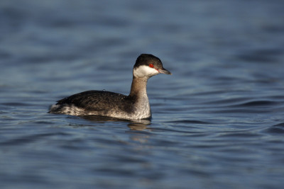 Slavonian grebe, Podiceps auritus报道