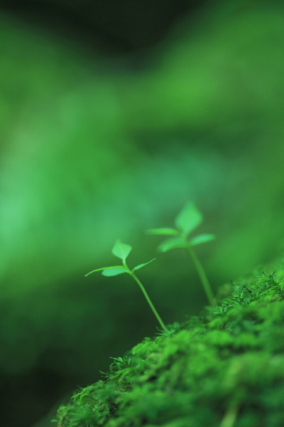 苔藓和发芽