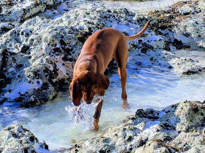 匈牙利Vizsla工作犬